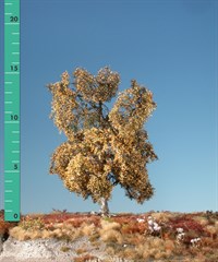 Silhouette 210-14 - Moorbirke/ Moor birch