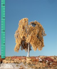 Silhouette 211-24 - Hngebirke/ Weeping birch